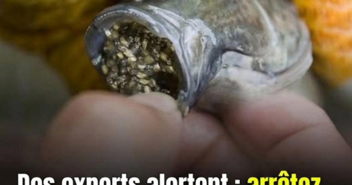 Poisson : 5 signes qui montrent qu'il ne faut surtout pas le manger