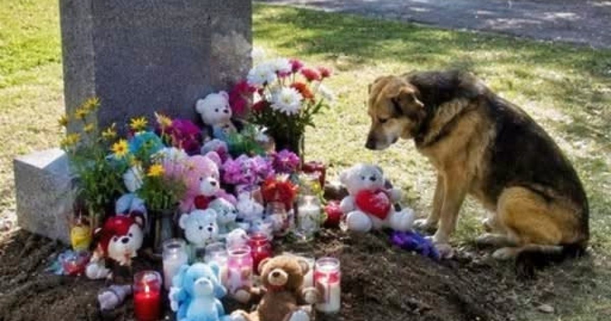 Un chien inconnu veillait chaque dimanche sur la tombe de son fils : ce qu'il avait dans la gueule a tout changé