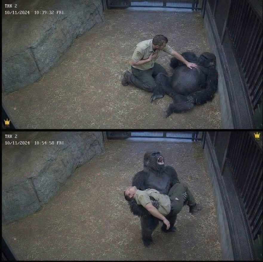 Il s'effondre devant son gorille : ce que l'animal a fait ensuite a sauvé sa vie