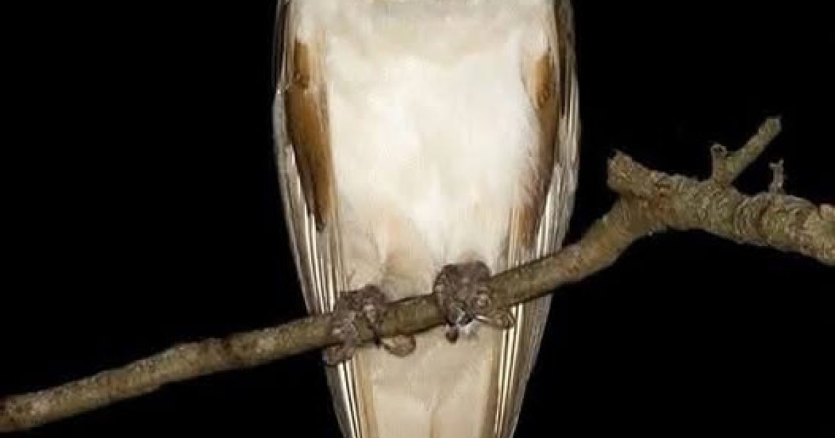 Un hibou tourne autour de votre maison : voici ce que cela signifie vraiment