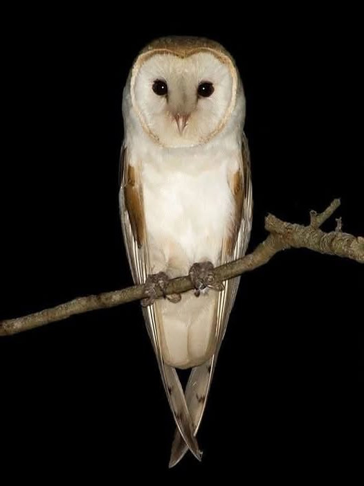 Un hibou tourne autour de votre maison : voici ce que cela signifie vraiment