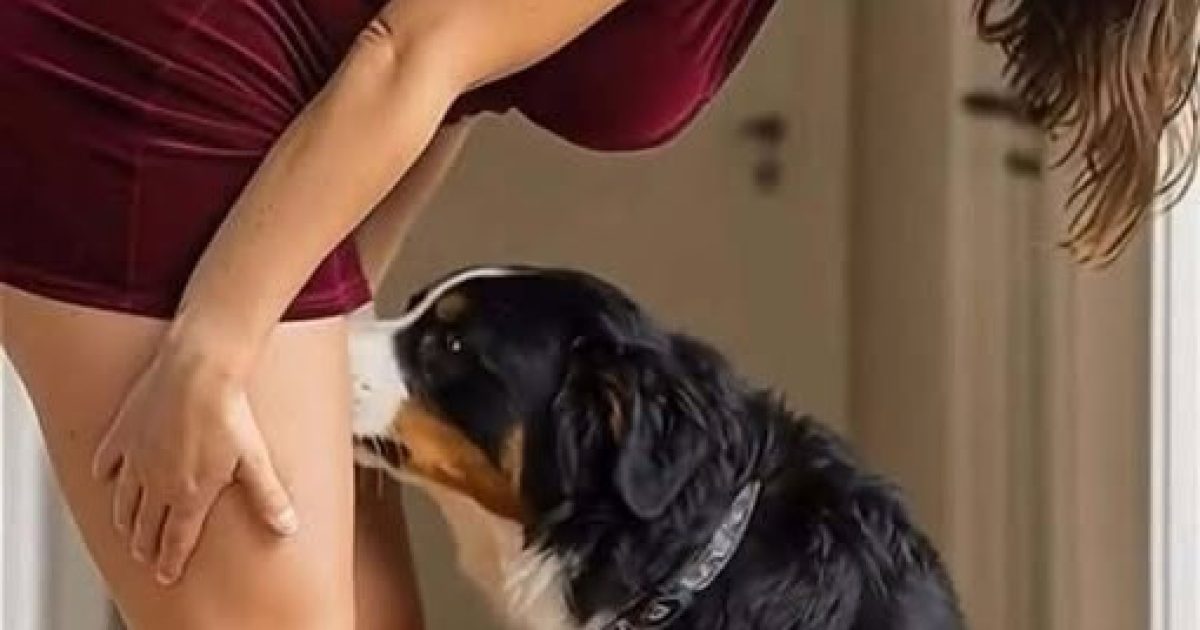 Pourquoi les chiens reniflent certaines zones du corps : la science derrière ce comportement étonnant