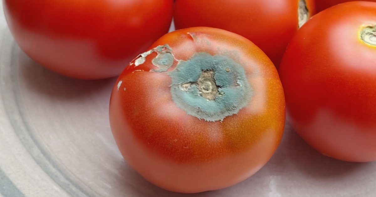 Ne jetez pas les tomates abîmées : 4 utilisations utiles qui vous surprendront