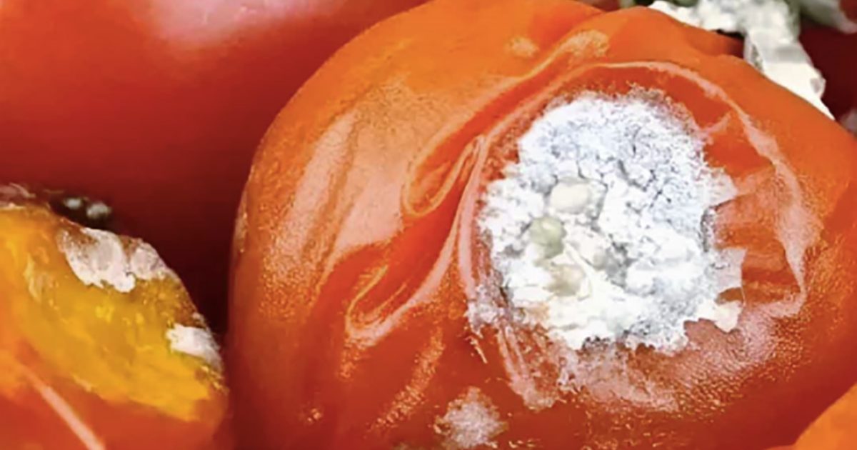Ne jetez pas les tomates abîmées : elles ont 4 usages utiles
