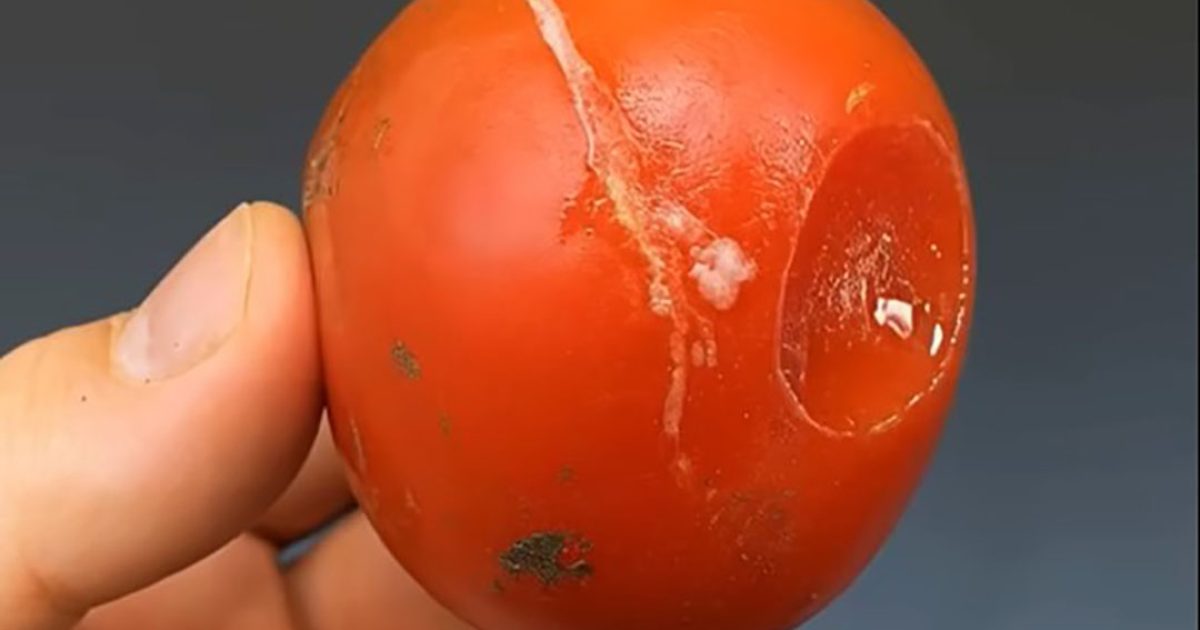 Ne jetez pas les tomates abîmées : plus elles le sont, plus elles ont de la valeur !