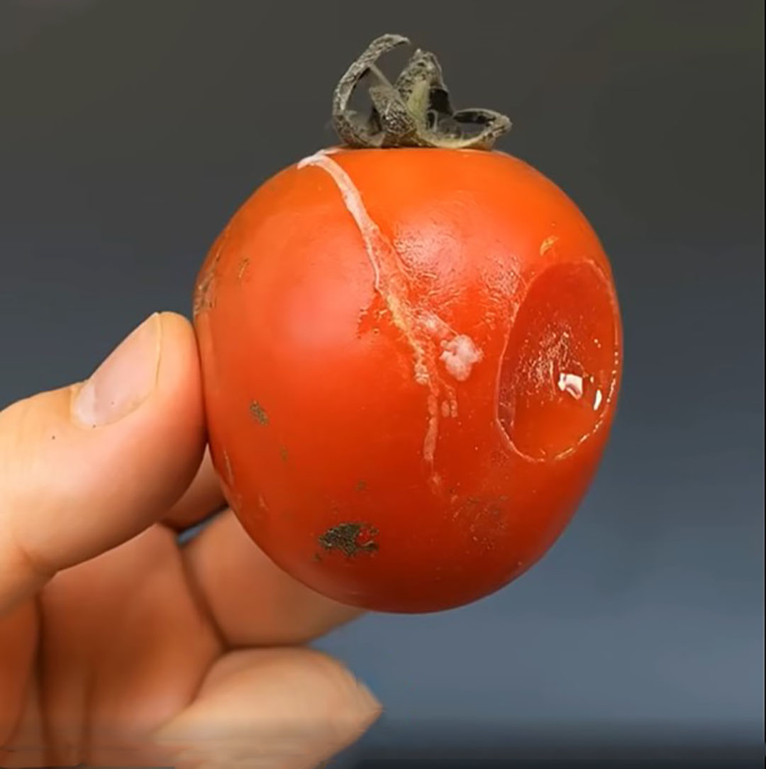 Ne jetez pas les tomates abîmées : plus elles le sont, plus elles ont de la valeur !
