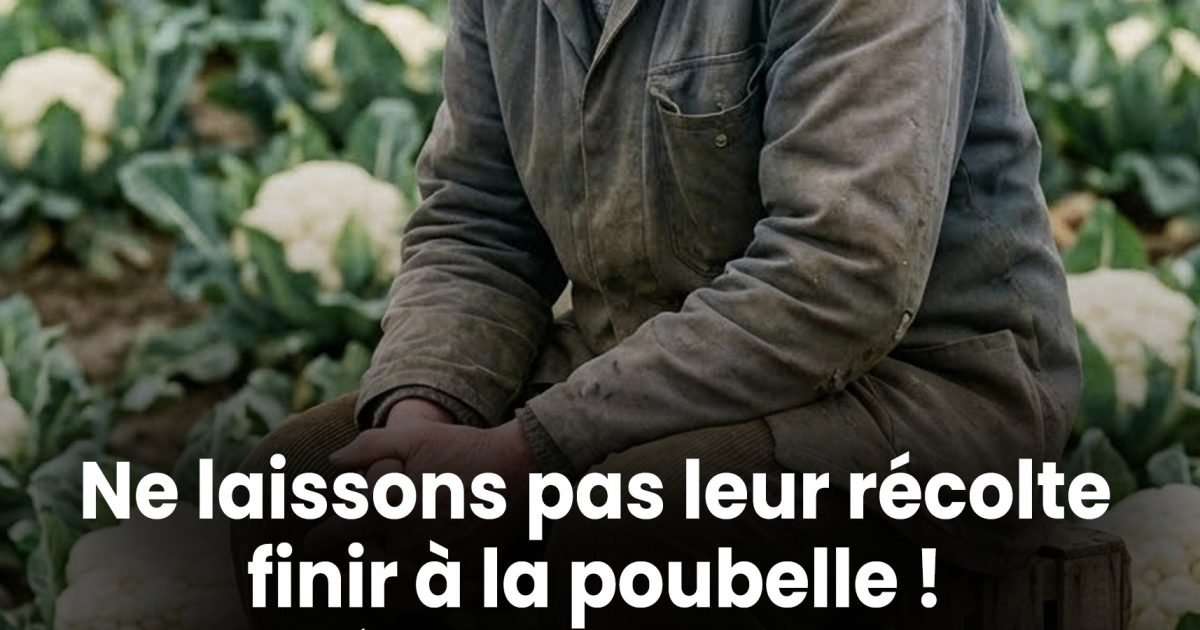 Ne laissons pas leur récolte être jetée ! 10 recettes au chou-fleur pour soutenir nos agriculteurs