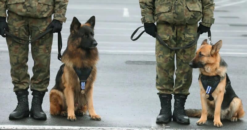 Ce chien de cimetière ne pleurait pas son maître : le vétérinaire a mis au jour un secret militaire stupéfiant