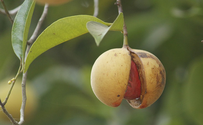 Ces 10 aliments du quotidien cachent un poison mortel – plus de 200 victimes par an