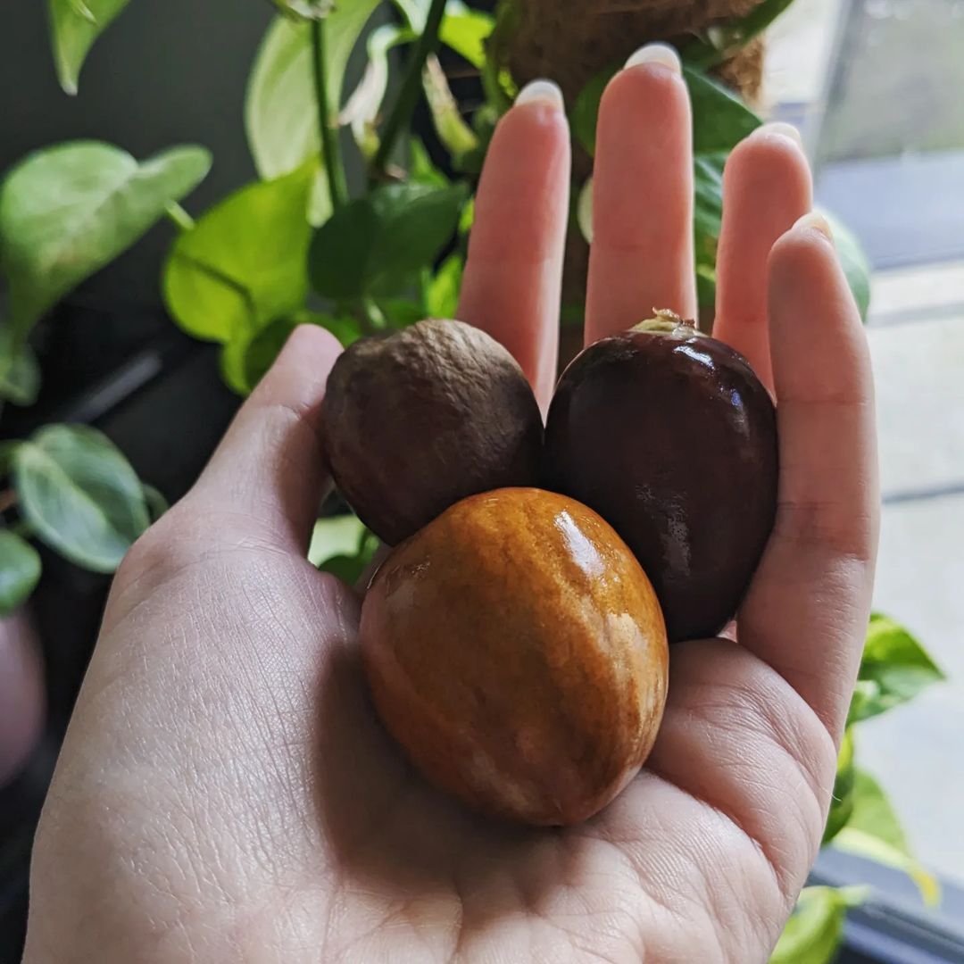 Plusieurs noyaux d'avocat sur une surface en bois