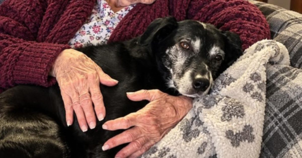 Elle adopte la vieille chienne de sa grand-mère ignorée de tous : le secret caché dans le collier va bouleverser toute la famille