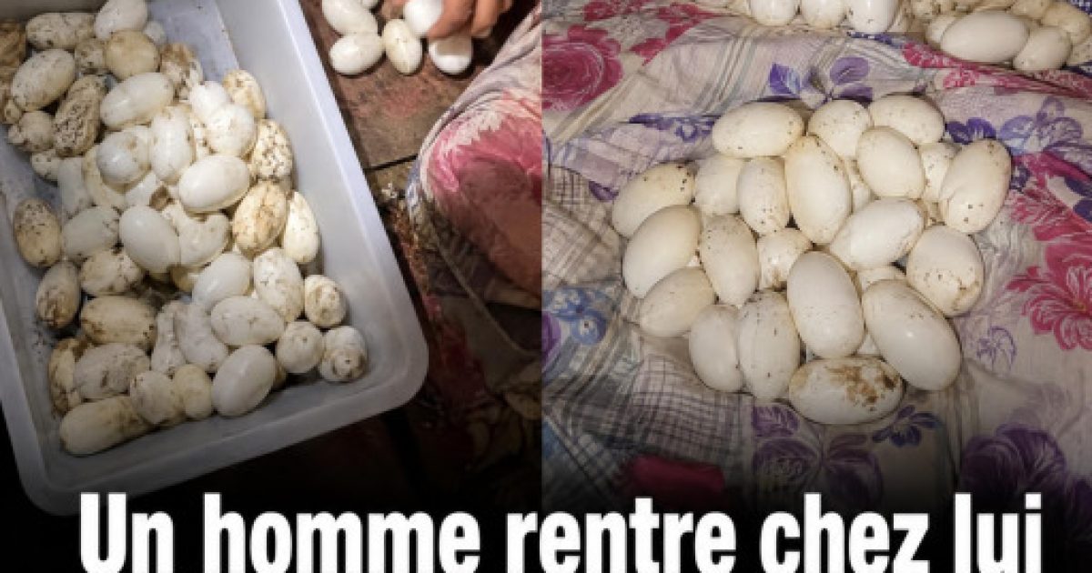 Il retrouve plus de 100 œufs sur son lit après 6 mois d'absence : ce qui s'était installé chez lui est bluffant