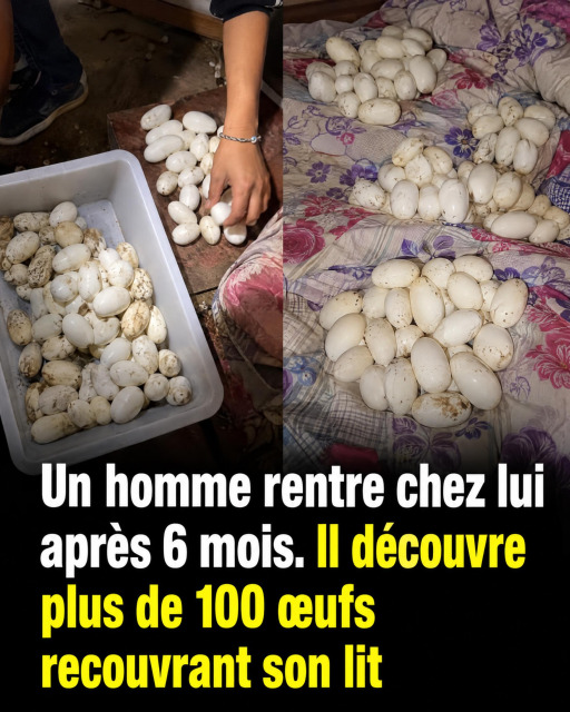 Il retrouve plus de 100 œufs sur son lit après 6 mois d'absence : ce qui s'était installé chez lui est bluffant