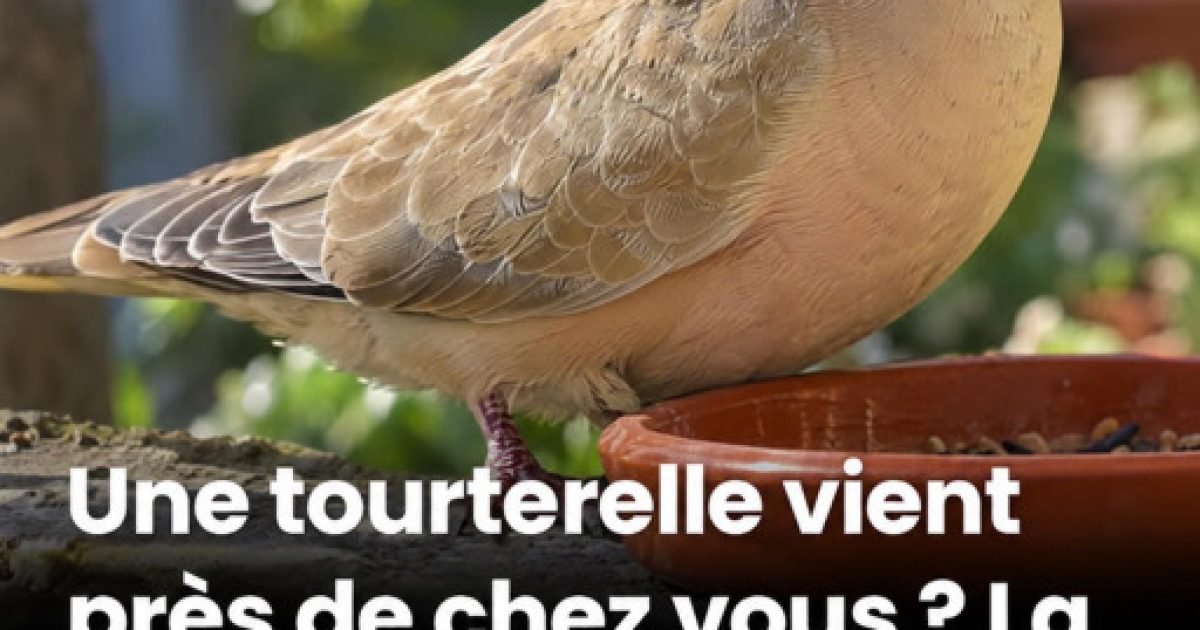 Une tourterelle près de chez vous : voici ce que sa visite signifie vraiment