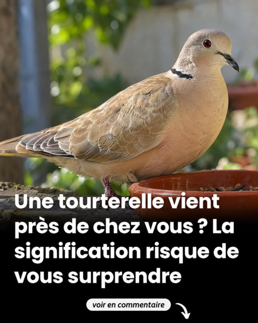 Une tourterelle près de chez vous : voici ce que sa visite signifie vraiment