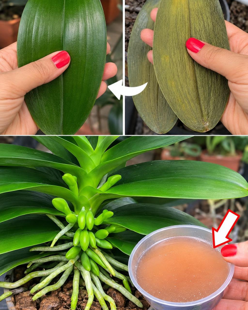 Orchidées aux feuilles ternes : cette astuce naturelle à la pelure de concombre va vous épater