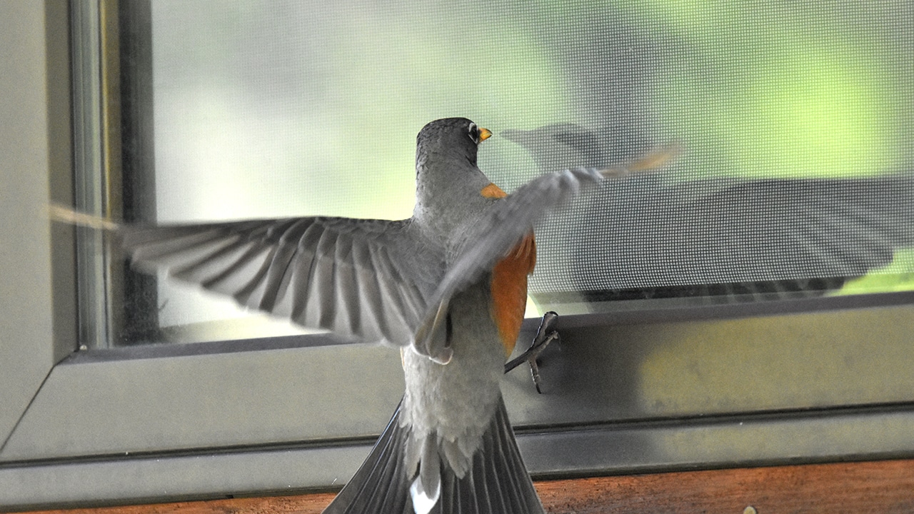 Oiseau heurtant une vitre