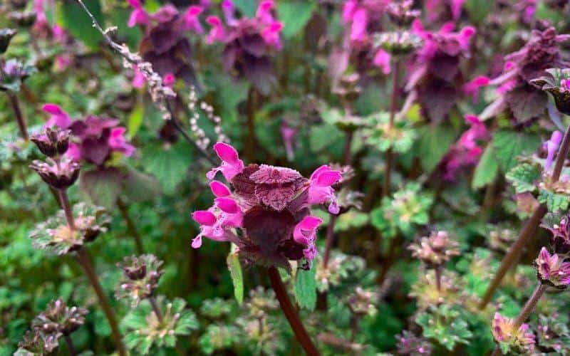 Ortie violette en fleur dans un jardin