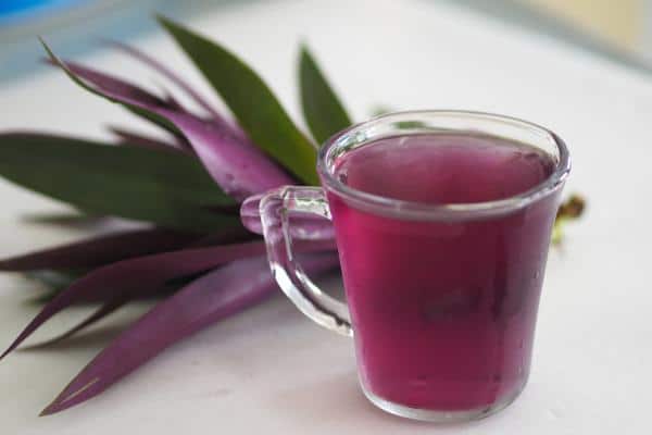 Préparation d'infusion de Tradescantia
