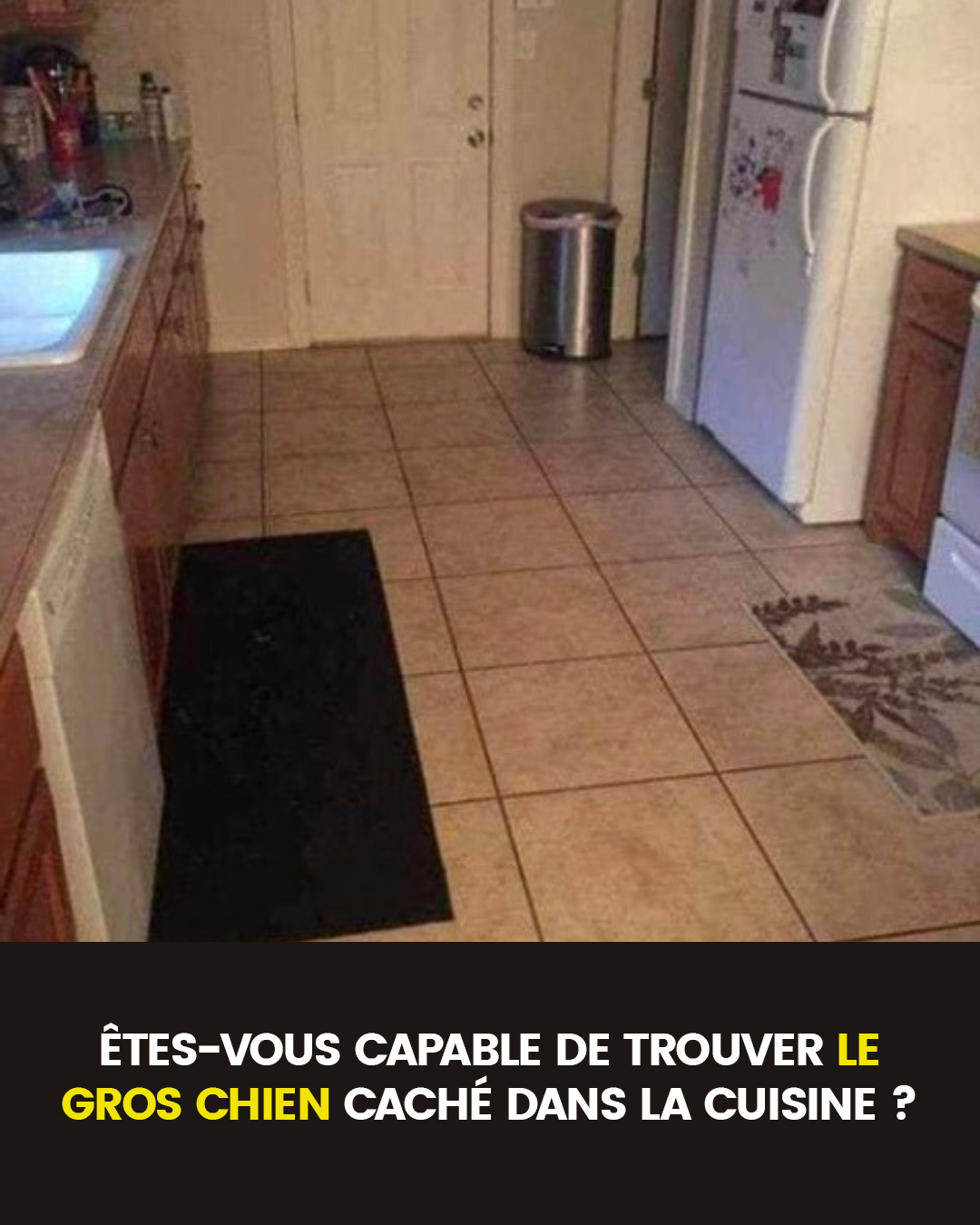 Parvenez-vous à repérer le gros chien dissimulé dans cette cuisine ?