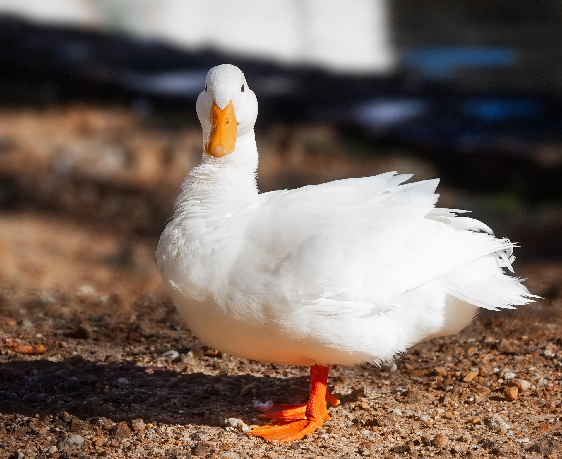 Le premier animal que vous distinguez dans cette image en dit long sur votre façon de penser