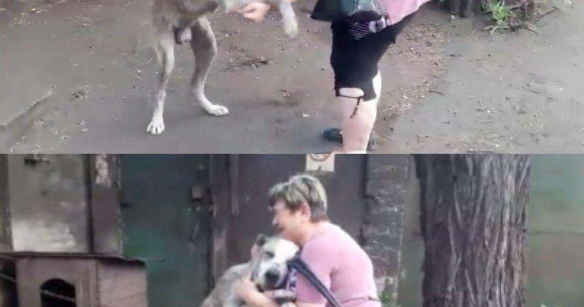 Perdu et retrouvé : comment le regard triste d’un chien errant l’a ramené chez lui