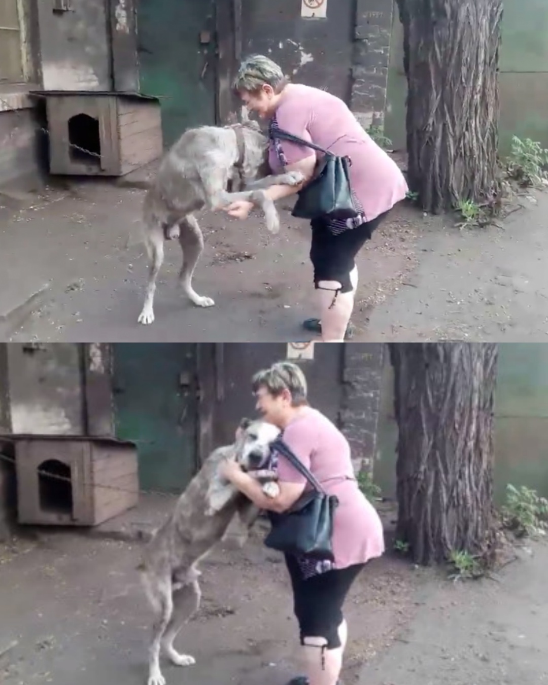 Perdu et retrouvé : comment le regard triste d’un chien errant l’a ramené chez lui