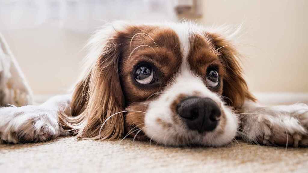 Ce que révèle vraiment le regard insistant de votre chien sur vous
