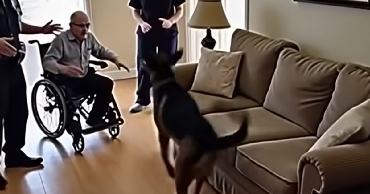 Personne ne croyait Nox, le chien d’unité cynophile, lorsqu’il a aboyé devant le canapé — jusqu’à ce que la police l’ouvre…