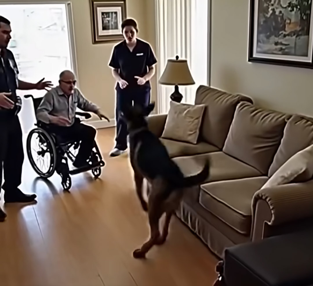 Personne ne croyait Nox, le chien d’unité cynophile, lorsqu’il a aboyé devant le canapé — jusqu’à ce que la police l’ouvre…