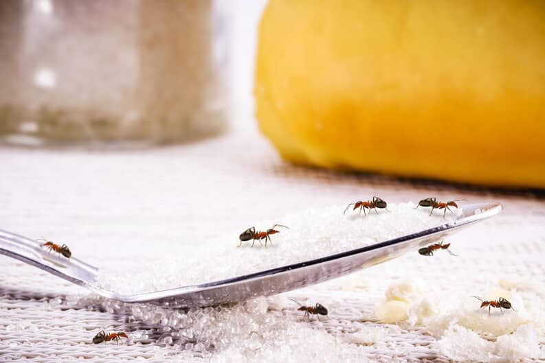 Fourmis transportant des miettes dans une cuisine