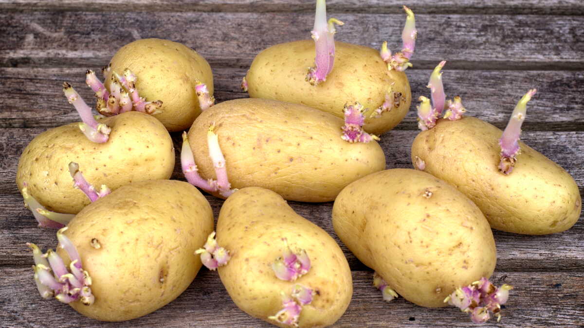 Tubercules qui poussent des petits bras : une virologue lève enfin le voile sur leur comestibilité
