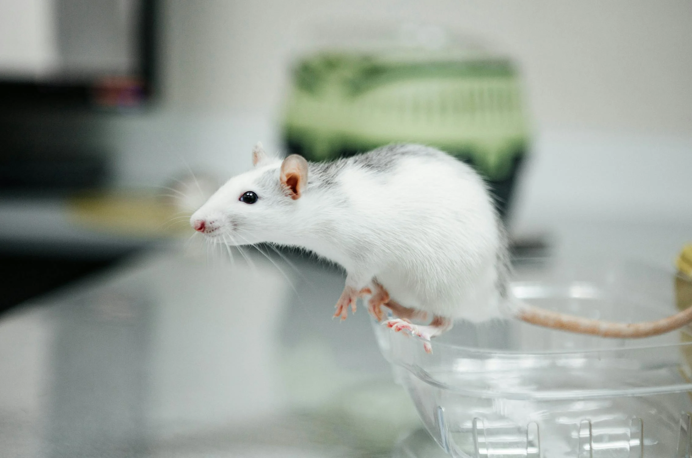 Autisme : et si l’équilibre intestinal de la mère pendant la grossesse jouait un rôle insoupçonné ?