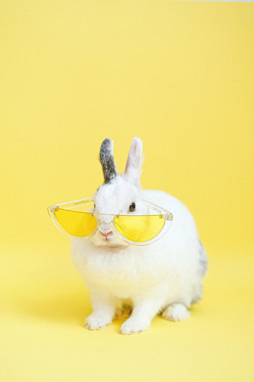 L’animal que votre œil capte en premier dévoile votre plus grand travers