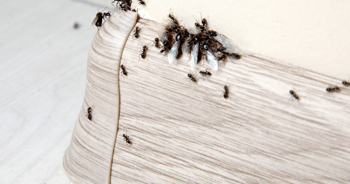 Piège à fourmis : comment les éliminer définitivement sans utiliser de pesticides