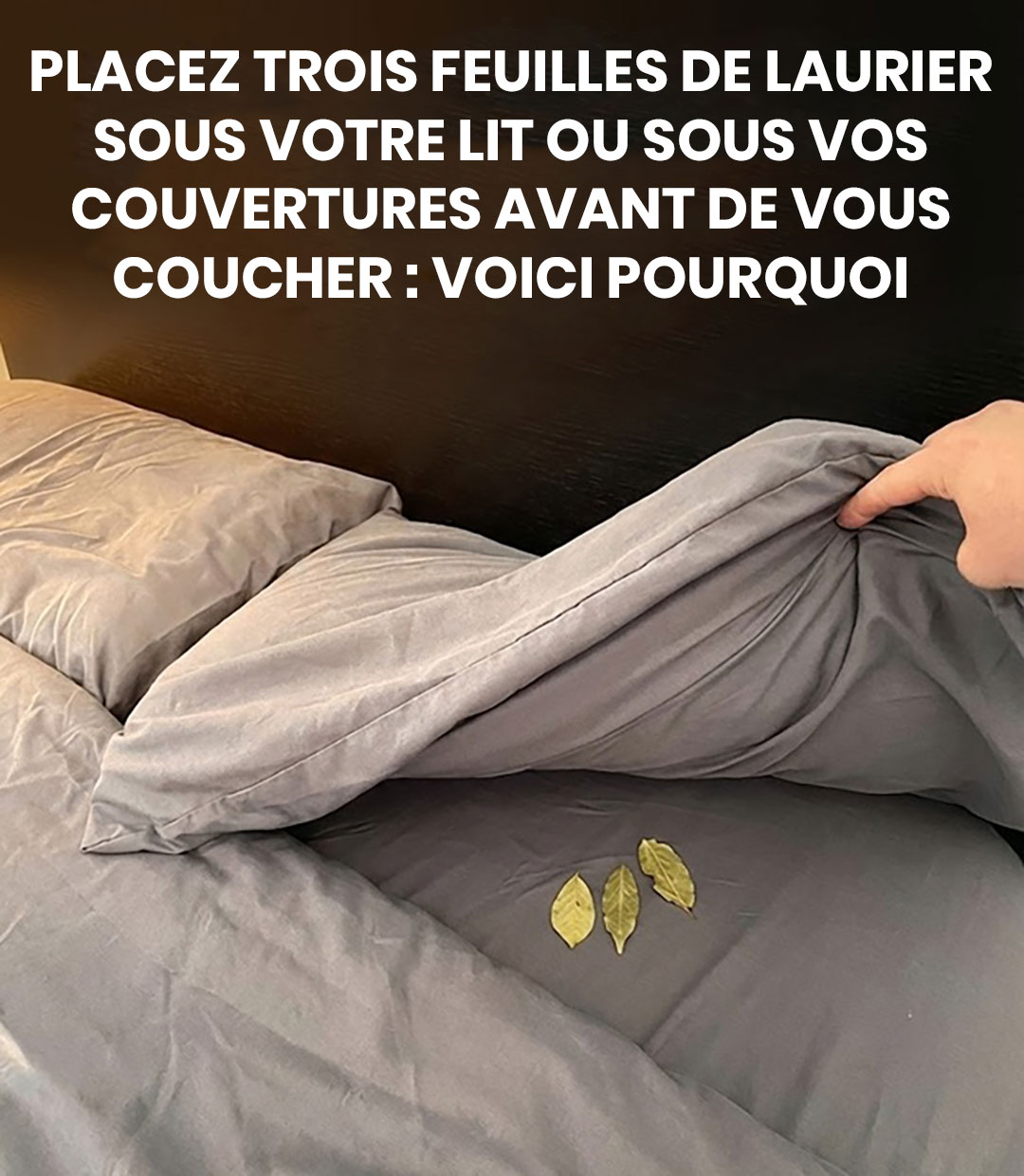 Placez trois feuilles de laurier sous le lit ou sous la couverture avant de vous coucher : voici pourquoi
