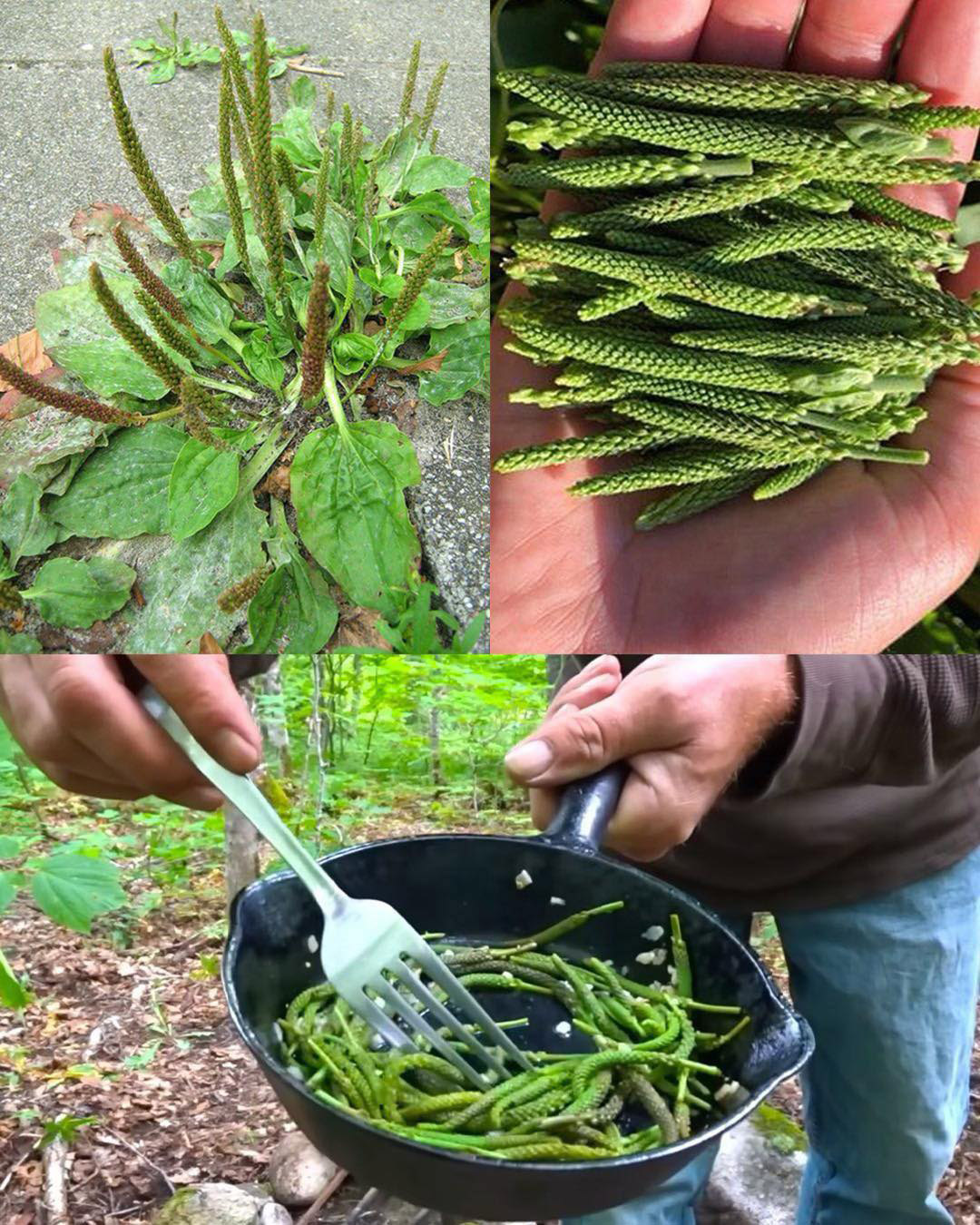 Plantain à grandes feuilles (Plantago major) : quels bienfaits ?