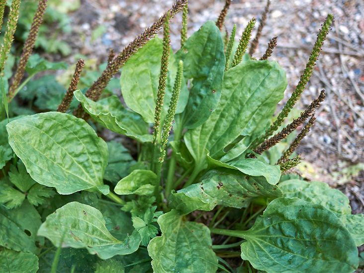 Feuilles de plantain fraîches