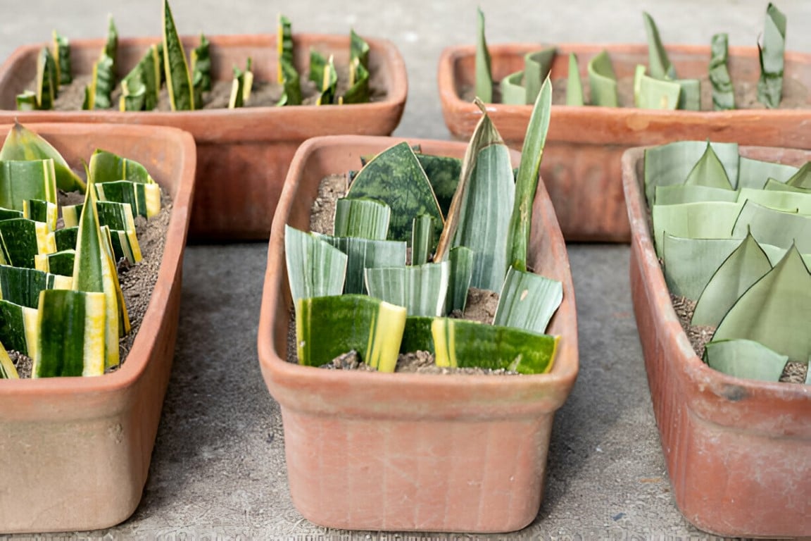 Bouturage de feuilles de sansevieria en terre