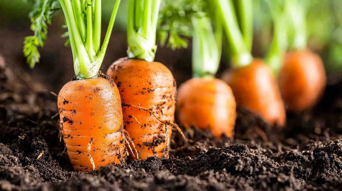 Jardinier plantant des carottes