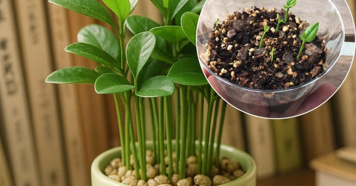 Planter un citron dans une tasse : une astuce naturelle pour purifier l’air et booster votre humeur