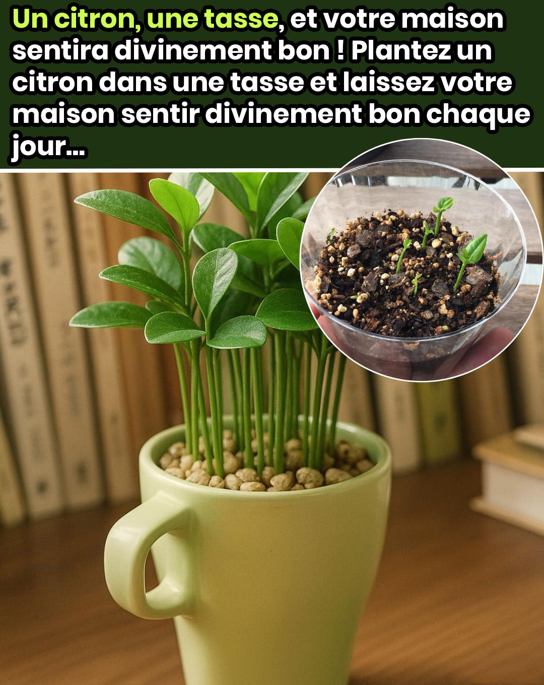 Planter un citron dans une tasse : une astuce naturelle pour purifier l’air et booster votre humeur