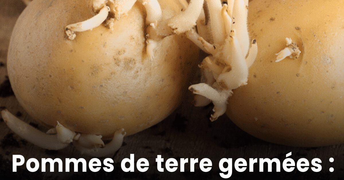 Pommes de terre germées: peut-on les manger sans risque sanitaire ? Cette virologue tranche pour de bon.