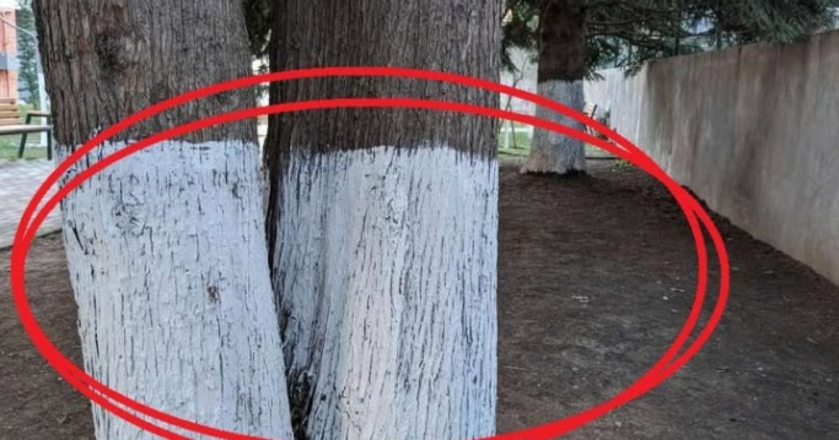 Pourquoi certains arbres sont-ils peints en blanc ?