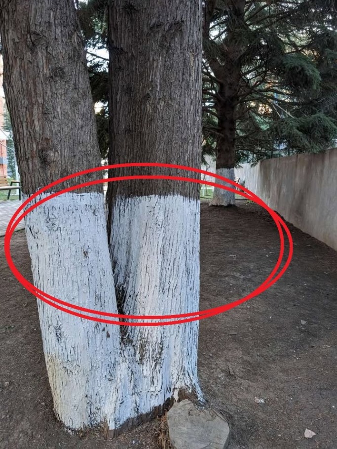 Pourquoi certains arbres sont-ils peints en blanc ?