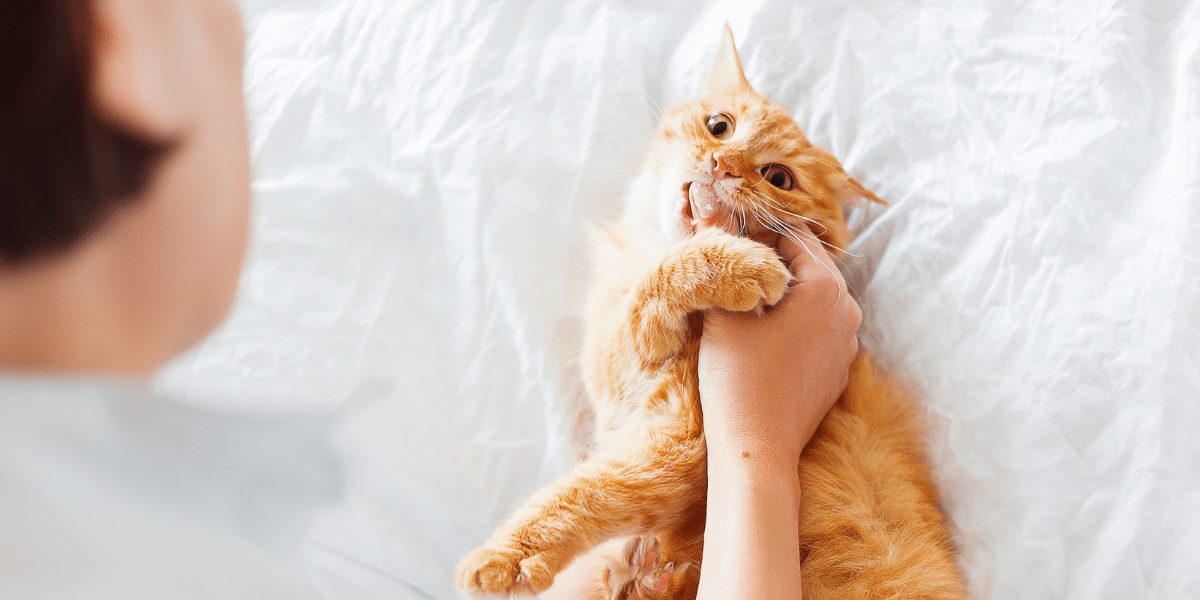 Cette morsure soudaine qui déchire le silence : ce que votre chat tente désespérément de vous dire