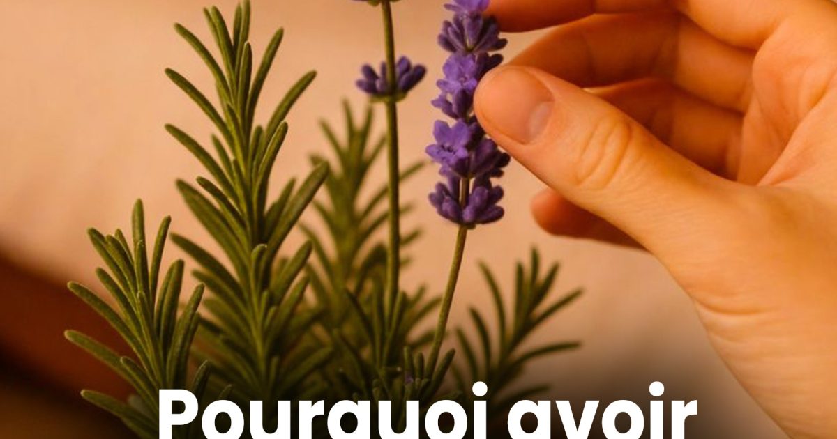 Pourquoi devriez-vous avoir un plant de lavande à côté de votre lit ?