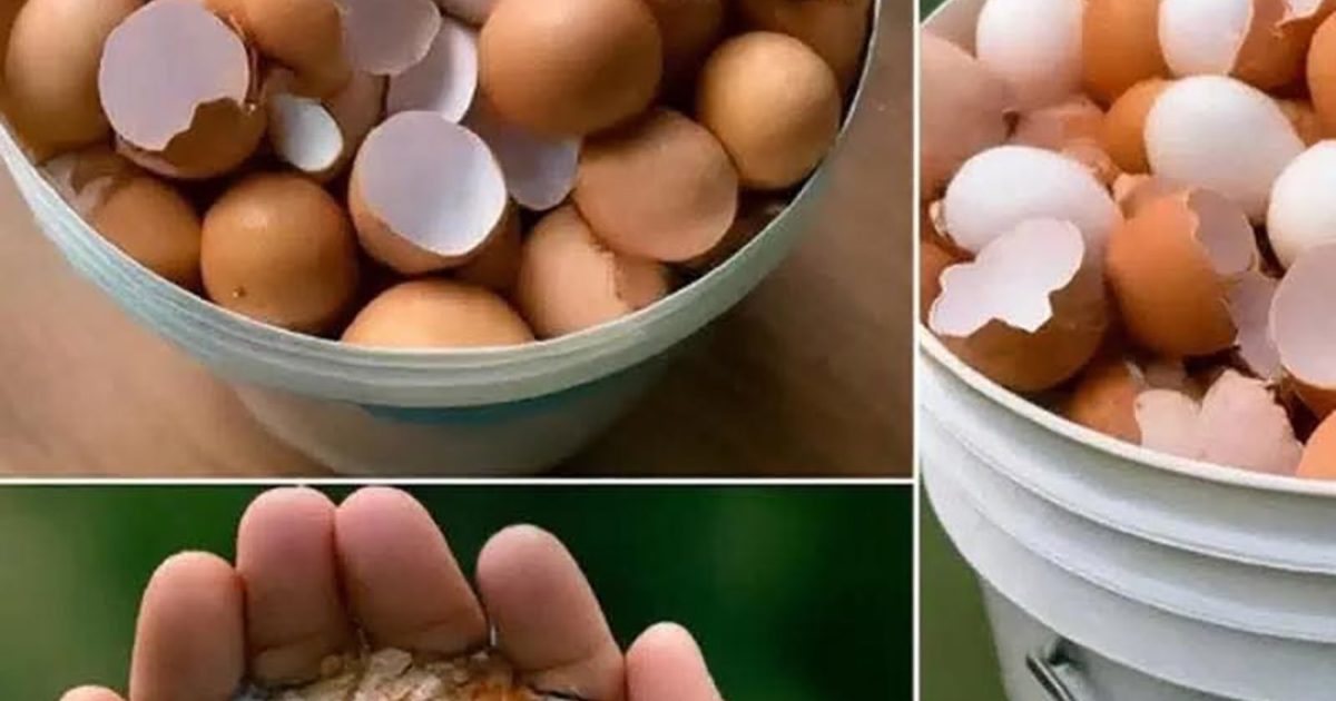 Pourquoi faire bouillir les coquilles d’œufs ?