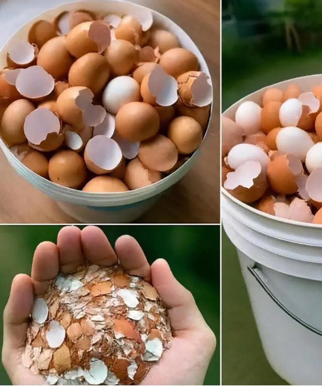 Pourquoi faire bouillir les coquilles d’œufs ?