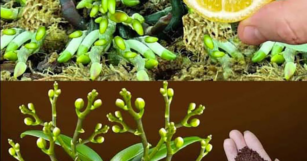 Pourquoi mettre du citron sur les orchidées ?